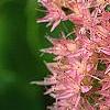 Sedum spectabile, flowers