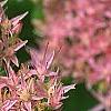 Sedum spectabile, flowers