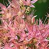 Sedum spectabile, flowers