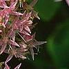 Sedum spectabile, flowers