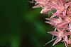 Sedum spectabile, flowers