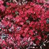 Sedum spurium 'Fuldaglut', habit