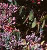Sedum spurium 'Fuldaglut', habit