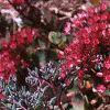 Sedum spurium 'Fuldaglut', habit