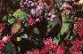 Sedum spurium 'Fuldaglut', habit