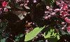 Sedum spurium 'Fuldaglut', habit