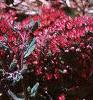 Sedum spurium 'Fuldaglut', habit