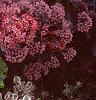 Sedum spurium 'Tricolor', habit