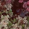 Sedum spurium 'Tricolor', habit