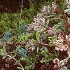 Sedum spurium 'Tricolor', habit