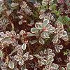 Sedum spurium 'Tricolor', habit