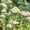 Sedum spectabile 'Variegatum', habit