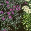 Sedum spectabile 'Variegatum', habit