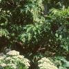 Sedum spectabile 'Variegatum', habit