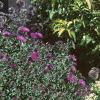 Sedum spectabile 'Variegatum', habit