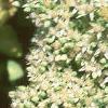 Sedum spectabile 'Variegatum', flowers