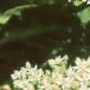 Sedum spectabile 'Variegatum', flowers