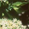 Sedum spectabile 'Variegatum', flowers