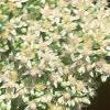 Sedum spectabile 'Variegatum', flowers