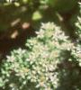 Sedum spectabile 'Variegatum', flowers