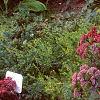 Sedum 'Vera Jameson', habit