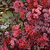 Sedum 'Vera Jameson', habit