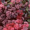 Sedum 'Vera Jameson', habit
