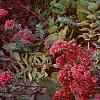 Sedum 'Vera Jameson', habit