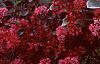 Sedum 'Vera Jameson', habit