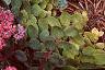 Sedum 'Vera Jameson', habit