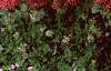 Sedum 'Vera Jameson', flowers