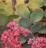 Sedum 'Vera Jameson', flowers