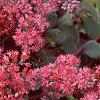 Sedum 'Vera Jameson', flowers