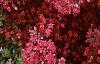 Sedum 'Vera Jameson', flowers