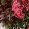 Sedum 'Vera Jameson', flowers