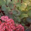 Sedum 'Vera Jameson', flowers