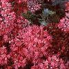 Sedum 'Vera Jameson', flowers