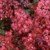 Sedum 'Vera Jameson', flowers