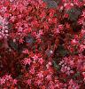 Sedum 'Vera Jameson', flowers