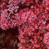 Sedum 'Vera Jameson', flowers