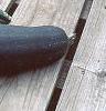 Cucurbita pepo, fruit