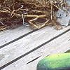 Cucurbita pepo, fruit