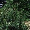 Cupressus nootkatensis 'Pendula', habit