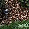Cupressus nootkatensis 'Pendula', habit