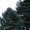Cupressus nootkatensis 'Pendula', habit