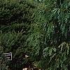 Cupressus nootkatensis 'Pendula', habit
