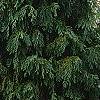 Cupressus nootkatensis 'Pendula', habit