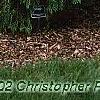 Cupressus nootkatensis 'Pendula', habit