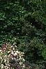 Cupressus nootkatensis 'Pendula', habit