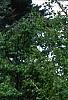 Cupressus nootkatensis 'Pendula', habit